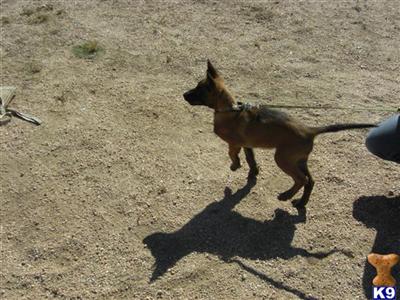 Belgian Malinois Puppies for Sale